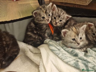 Maine Coon cats Pure Maine Coon Kittens - Advert 14