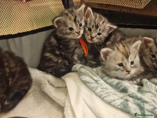 Maine Coon cats Pure Maine Coon Kittens - Advert 17