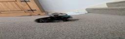 Mixed Breed cats for sale: Kittens - Advert 14