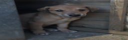Lurcher dogs for sale: Beautiful litter of Lurcher puppies  - Advert 8