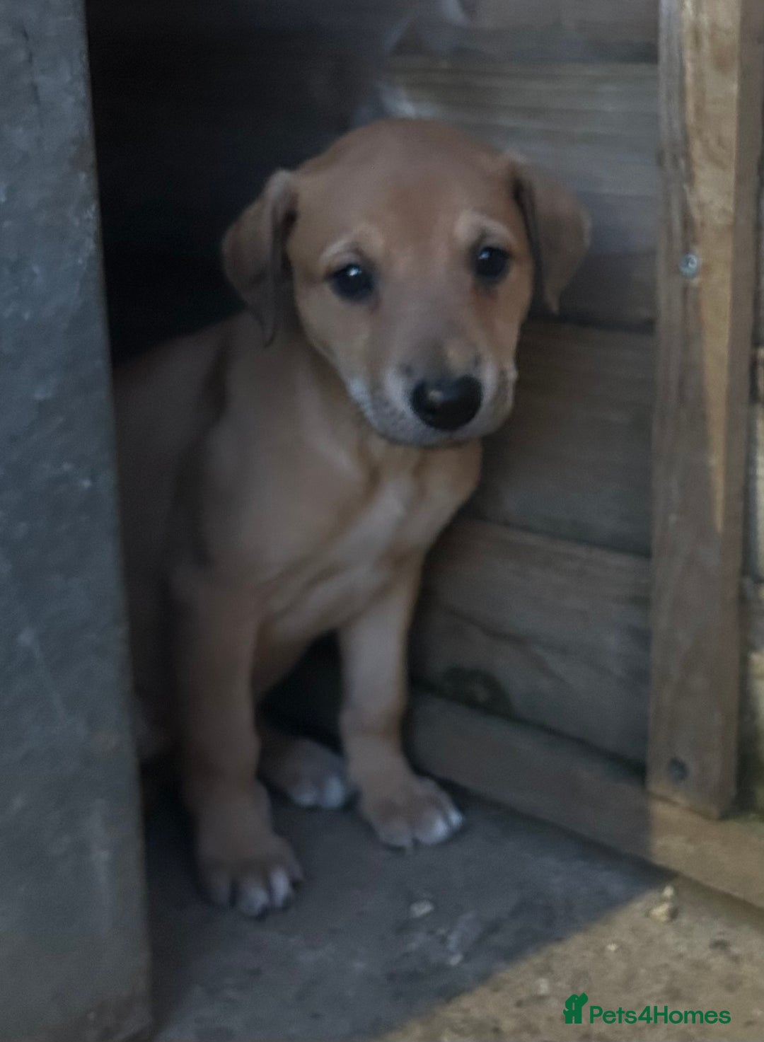 Lurcher dogs for sale: Beautiful litter of Lurcher puppies  - Advert 8