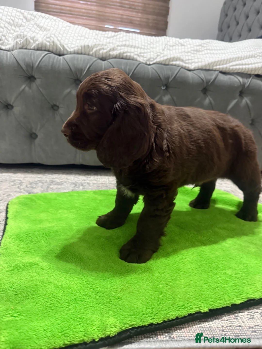 Cocker Spaniel dogs for sale: Cocker Spaniel Puppies  - Advert 2