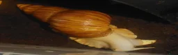 Snails invertebrates for sale: Giant African Land Snail Baby - Advert 3