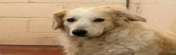 Mixed Breed dogs for adoption: Gorgeous Catie 💜 Looking for her Soul mate in Boston - Advert 14