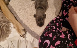 Great Dane dogs for stud: Great dane stud in Glasgow - Image 3