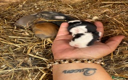 Mini Lop rabbits for sale: Mini lop - Image 7