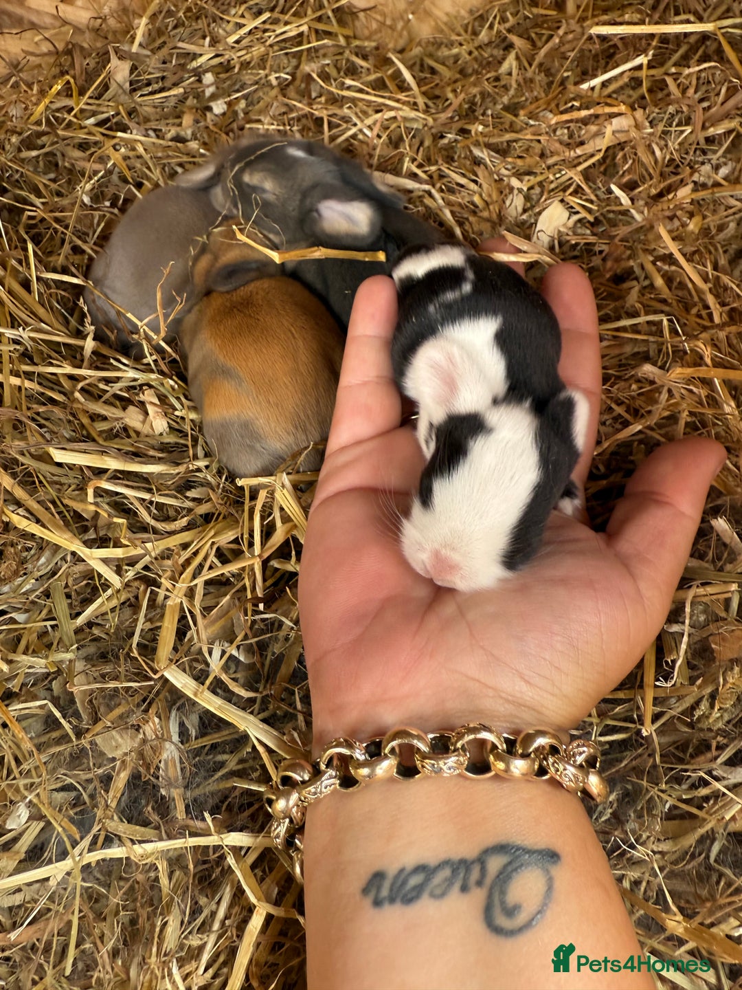 Mini Lop rabbits for sale: Mini lop - Image 7