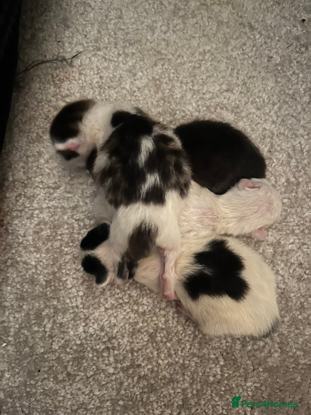 British Shorthair cats for sale: 4 stunning kittens for sale  - Image 9