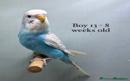 Budgerigars birds for sale: Beautiful baby budgies  - Image 14