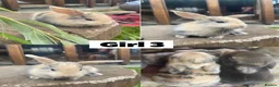 Mixed Breed rabbits for sale: 8 Mini Lop Cross Babies in Bedford - Advert 3