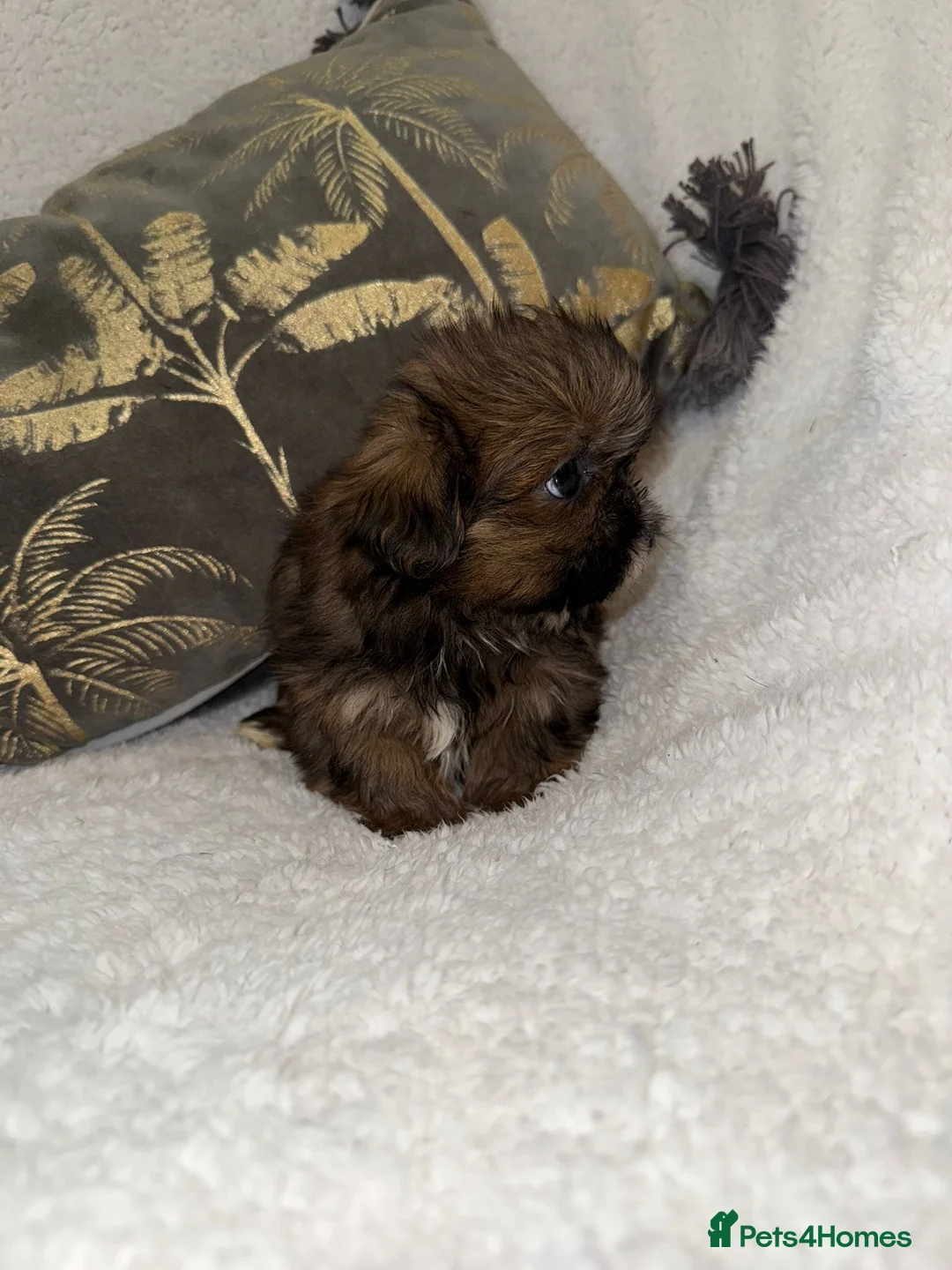 Shih Tzu dogs for sale: 🩷 Stunning Tiny KC Shih Tzu Puppies 💙 - Advert 10
