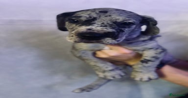 Great Dane dogs GREAT DANE PUPS KC REGISTERED  - Advert 11