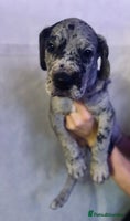 Great Dane dogs GREAT DANE PUPS KC REGISTERED - Advert 11