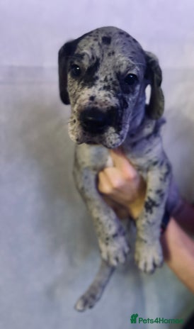 Great Dane dogs GREAT DANE PUPS KC REGISTERED - Advert 1