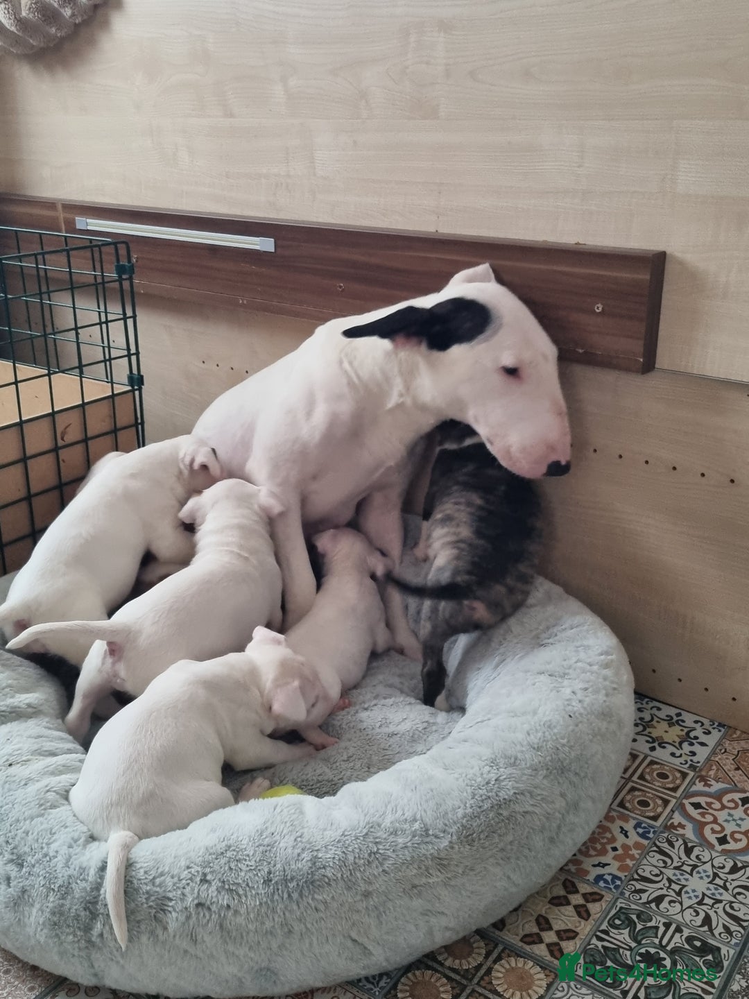 English Bull Terrier dogs for sale: Beautiful k.c reg bully pups  - Image 12