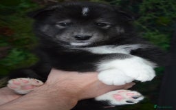 Mixed Breed dogs for sale: Siberian Husky cross Samoyed / Samusky - Image 2