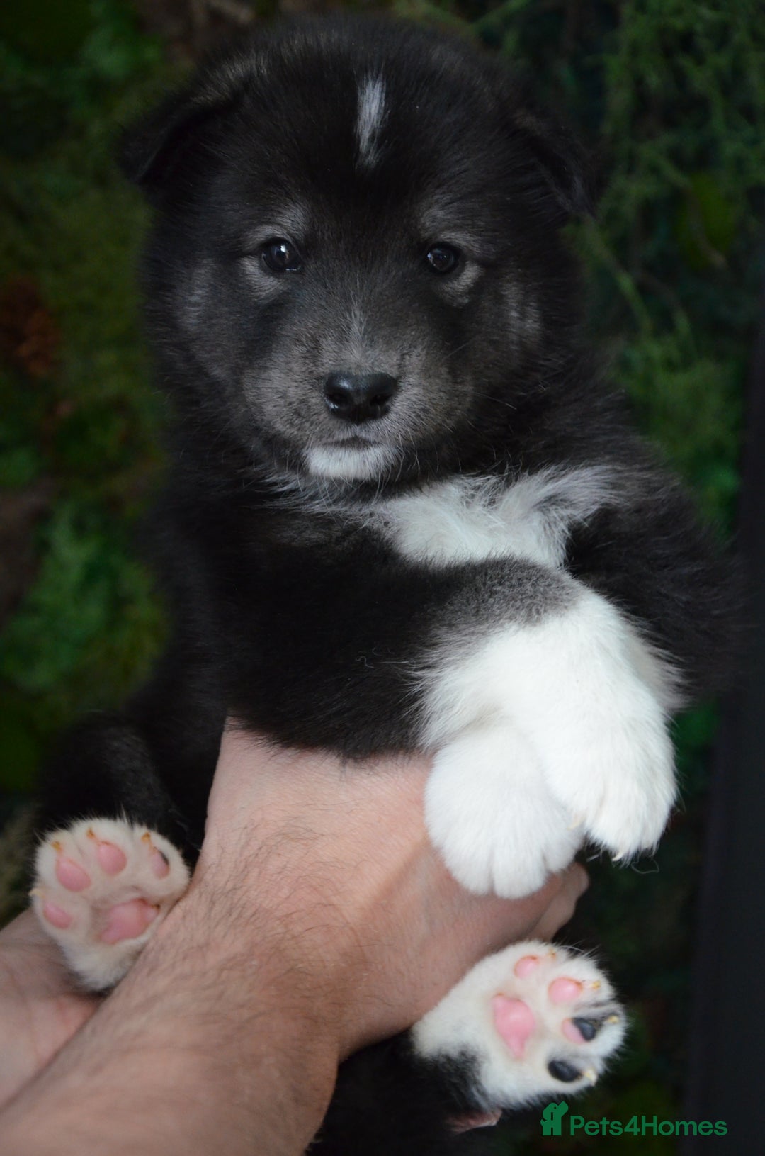 Mixed Breed dogs for sale: Siberian Husky cross Samoyed / Samusky - Image 2