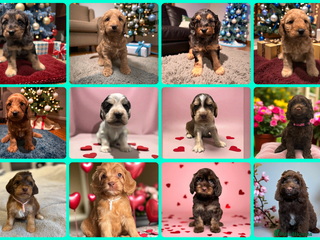 Cockapoo dogs WAITING LIST OPEN FOR SHOW SPANIELS AND COCKAPOOS - Advert 17