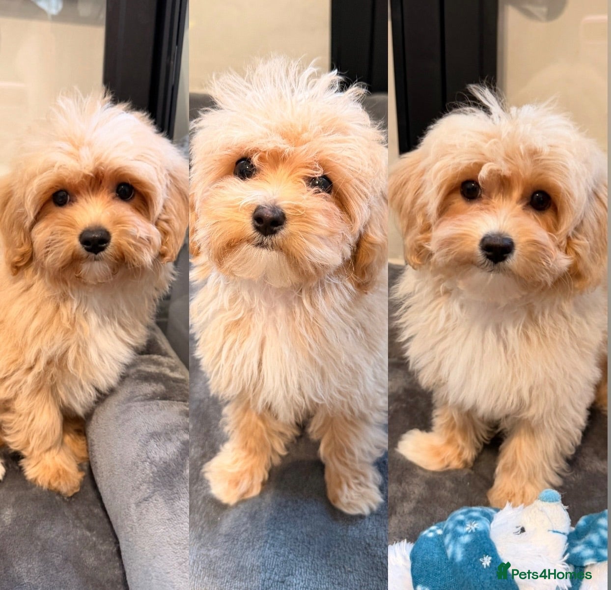Maltipoo dogs 🐶5 Maltipoo puppies F1🐾 - Advert 10