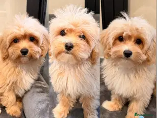 Maltipoo dogs 🐶5 Maltipoo puppies F1🐾 - Advert 10