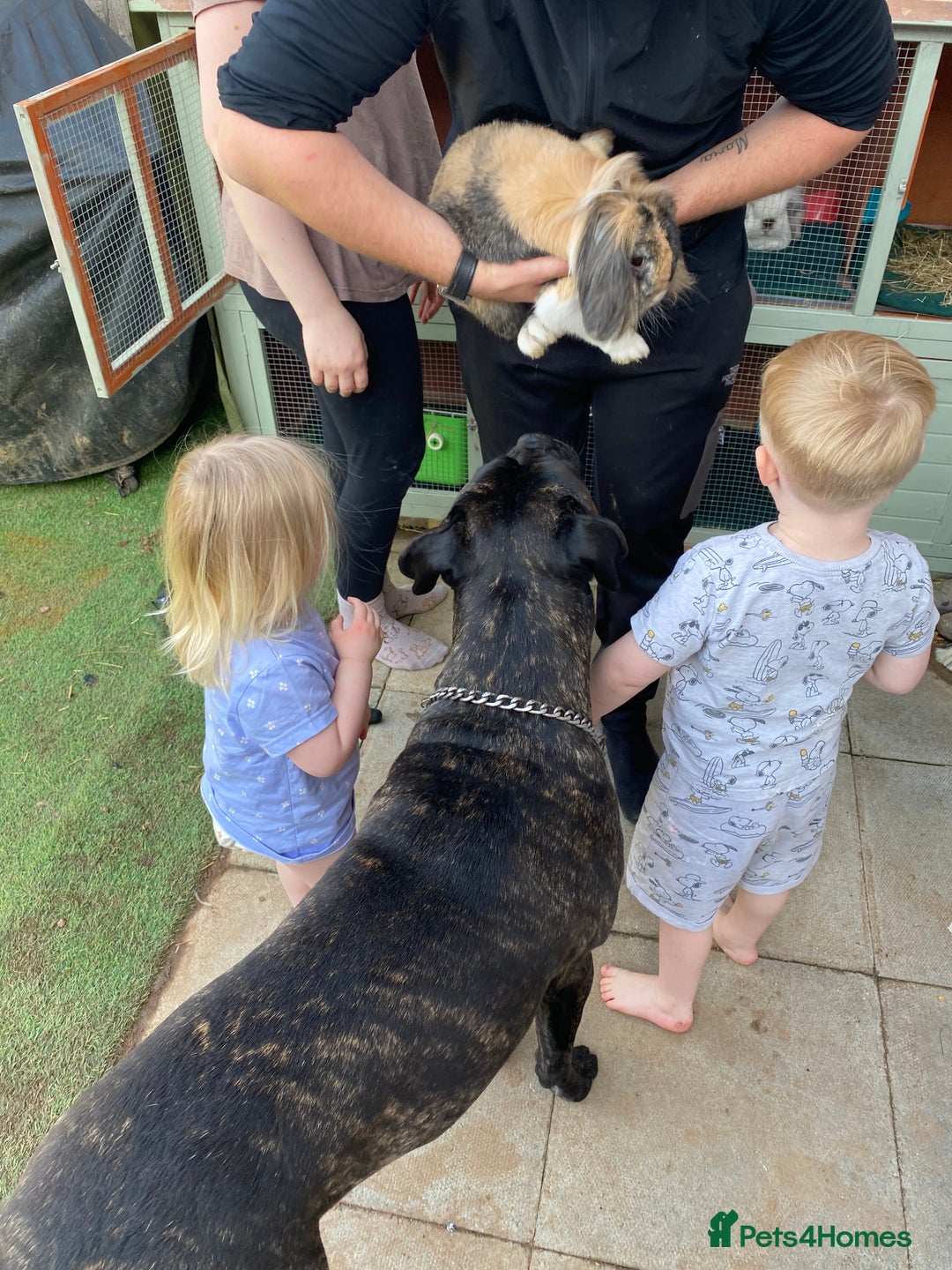 Cane Corso dogs for sale: Bruno  - Advert 9