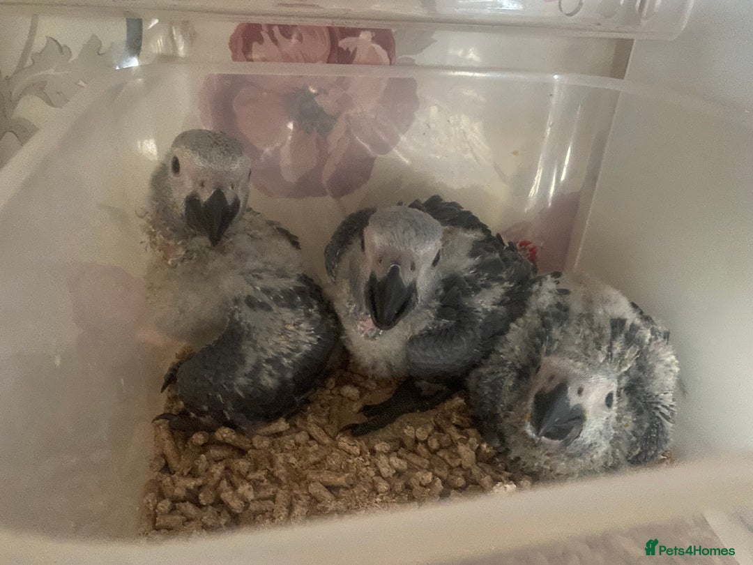Parrots birds for sale: Cuddly tame african grey babies - Image 3
