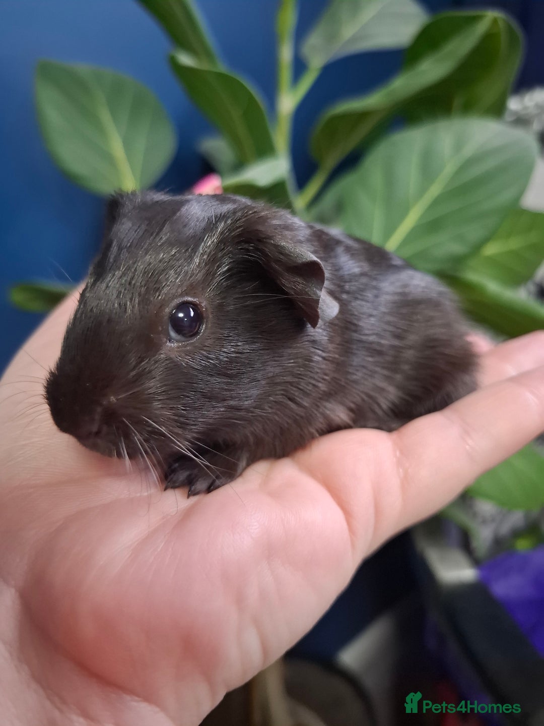 Guinea Pig rodents for sale: Beautiful Baby Guinea Pigs - Image 2