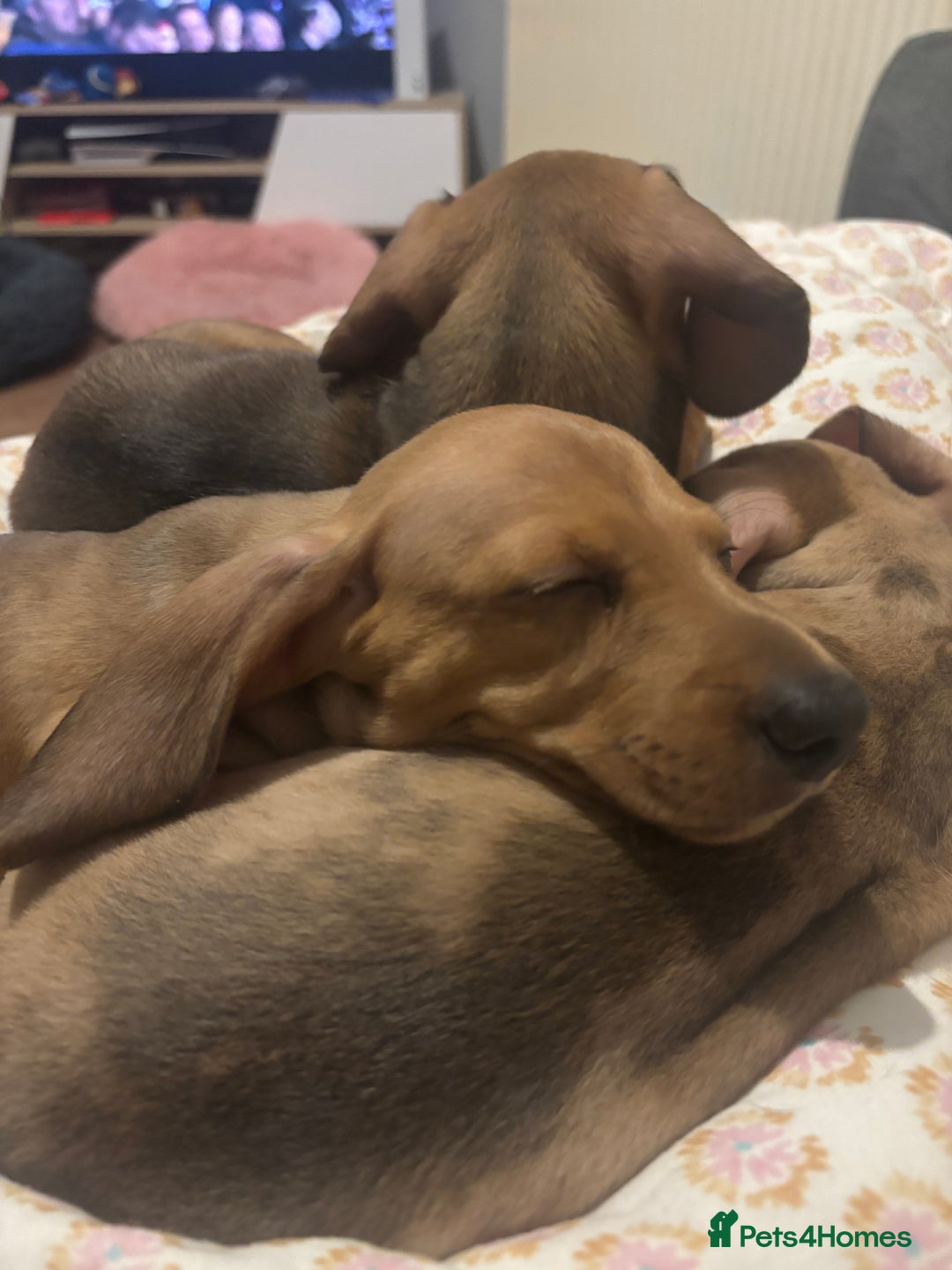 Miniature Dachshund dogs for sale: **READY TO GO NOW** Miniature dachshund puppies!  - Advert 11