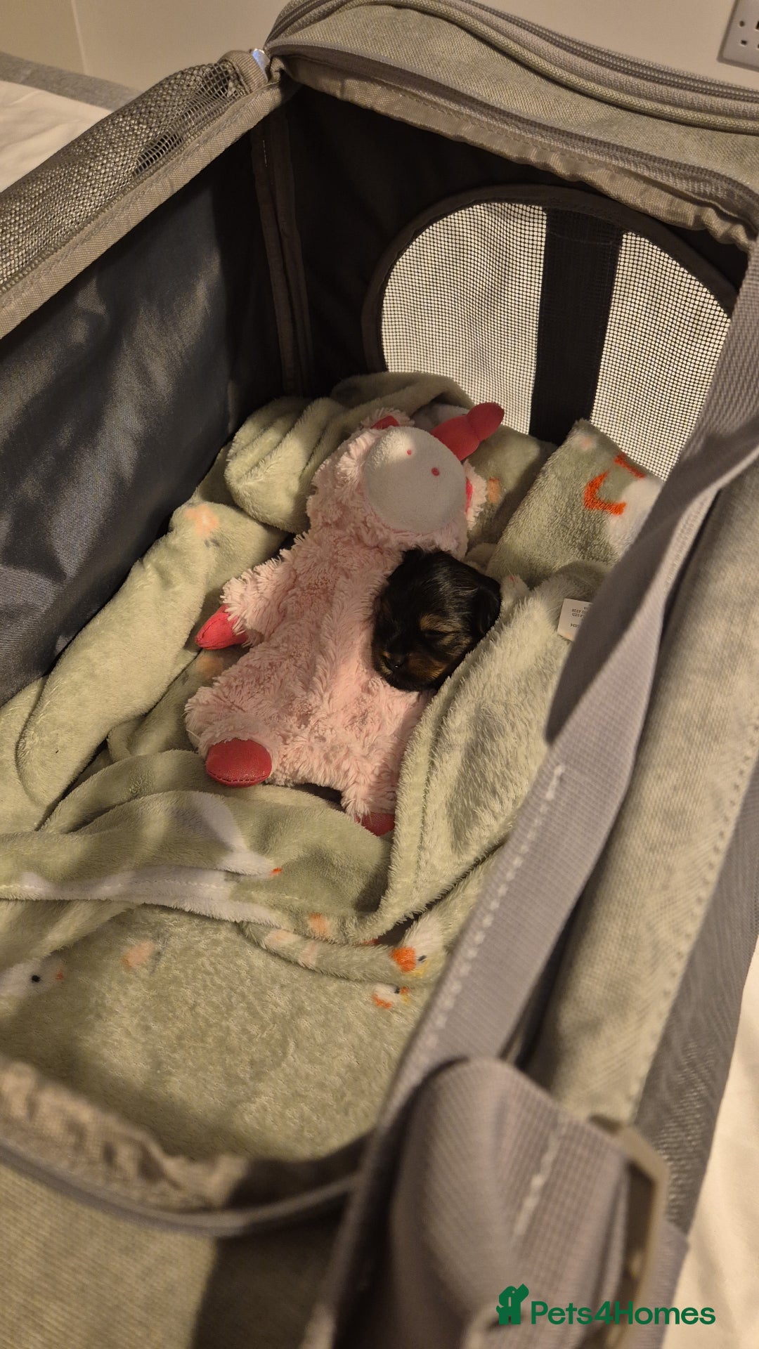 Yorkshire Terrier dogs for sale: Adorable Female Yorkie Puppy Looking for a Home 🌸 - Advert 12