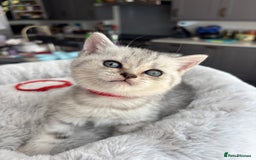 British Shorthair cats for sale: 💎Rare BSH Kittens💎Pedigree Champion Blood Line💎 - Image 12