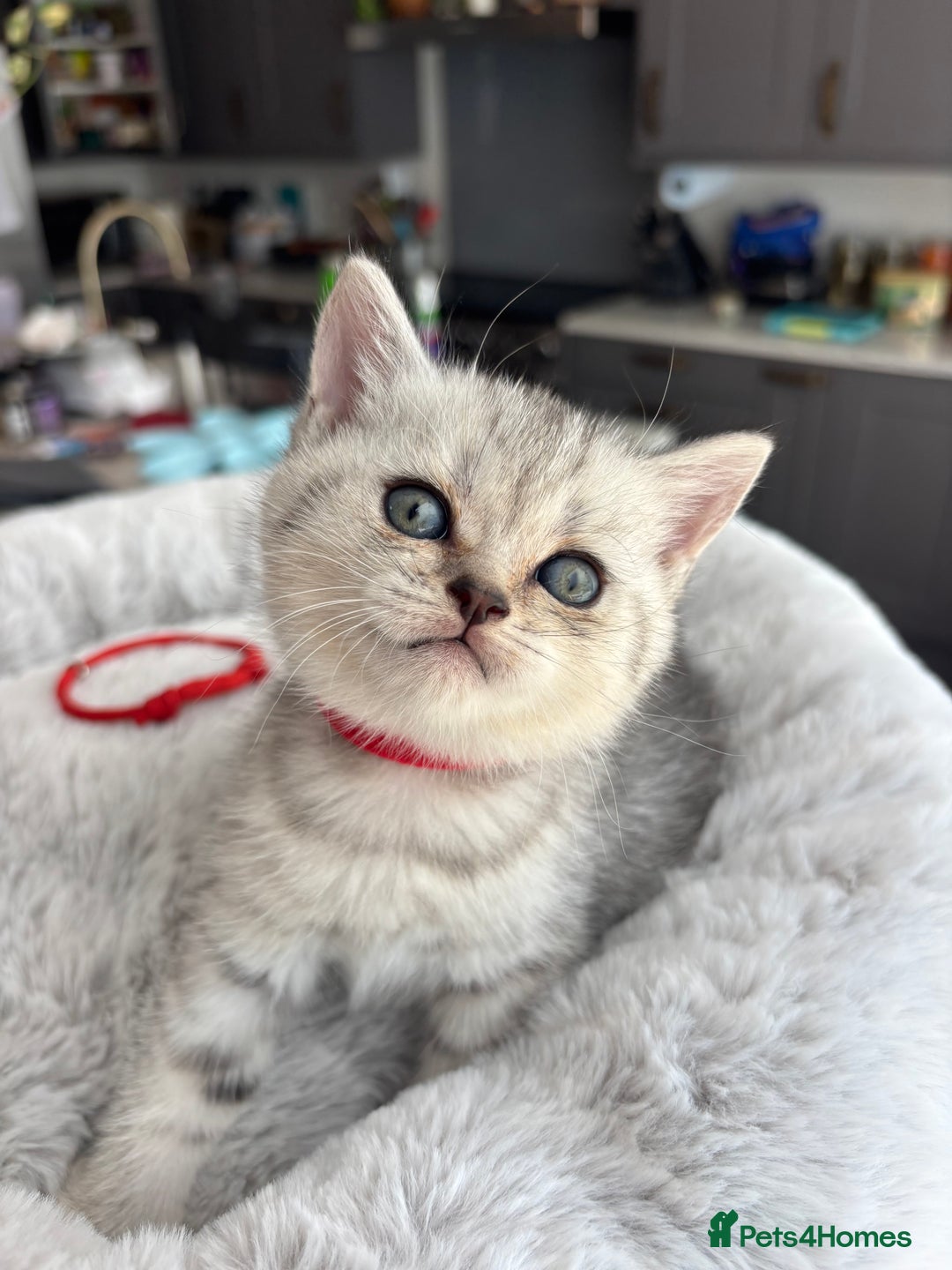 British Shorthair cats for sale: 💎Rare BSH Kittens💎Pedigree Champion Blood Line💎 - Image 12