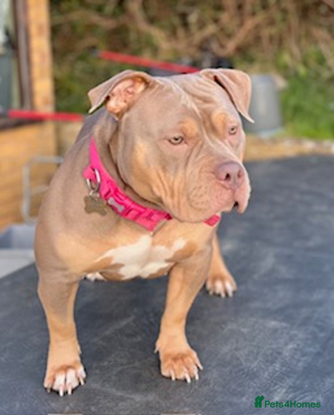 Mixed Breed dogs for sale: Pocket bully (mom) x staffy - Image 14