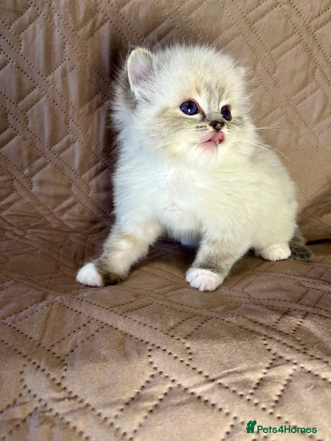 Ragdoll cats for sale: GCCF Registered Ragdoll Kittens Available  - Advert 5