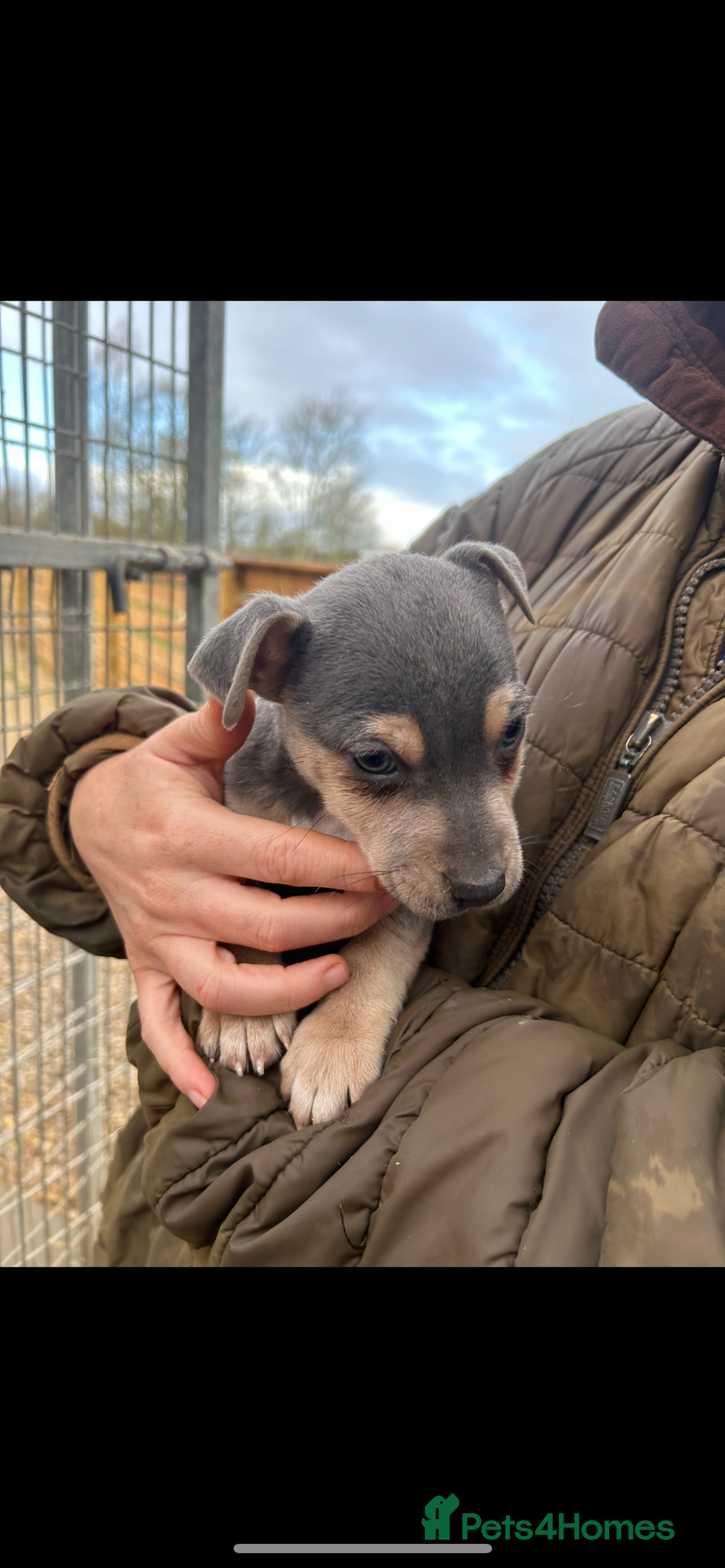 Jack Russell dogs for sale: Miniature Lilac jack Russells - Advert 7