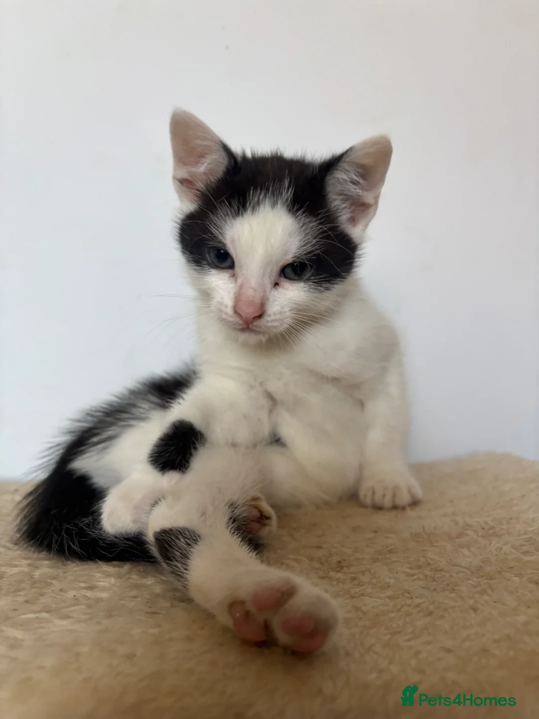 Mixed Breed cats for sale: White cute black patterned kitten  - Advert 2
