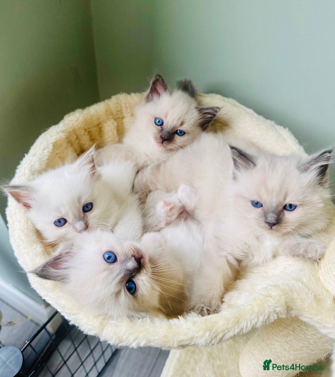 Ragdoll cats for sale: Pure bred blue & lilac point Ragdoll kittens  - Advert 1