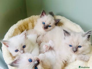 Ragdoll cats All kittens now reserved. Ragdoll kittens - Advert 11