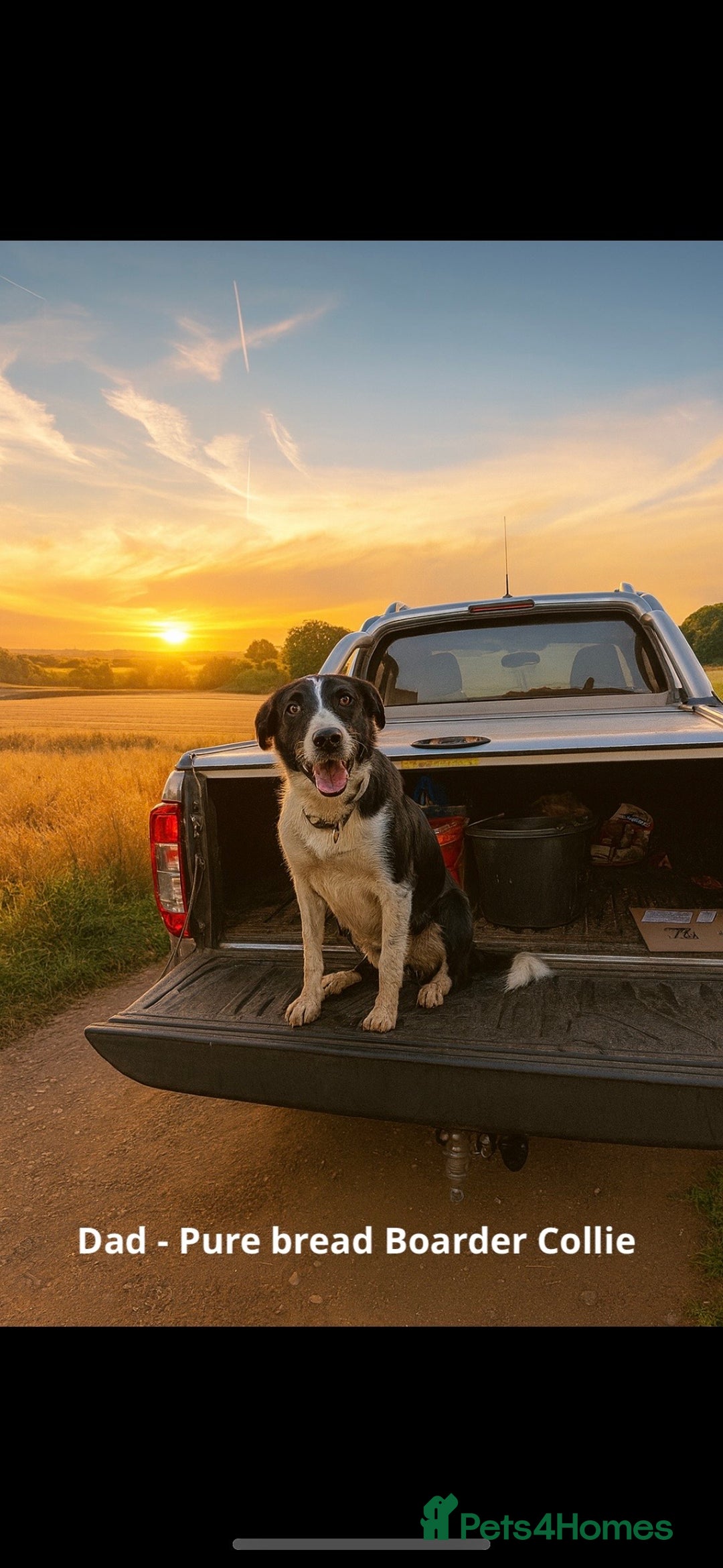 Mixed Breed dogs for sale: 3 fluffy Shollie German Shepard x Boarder Collie - Image 13