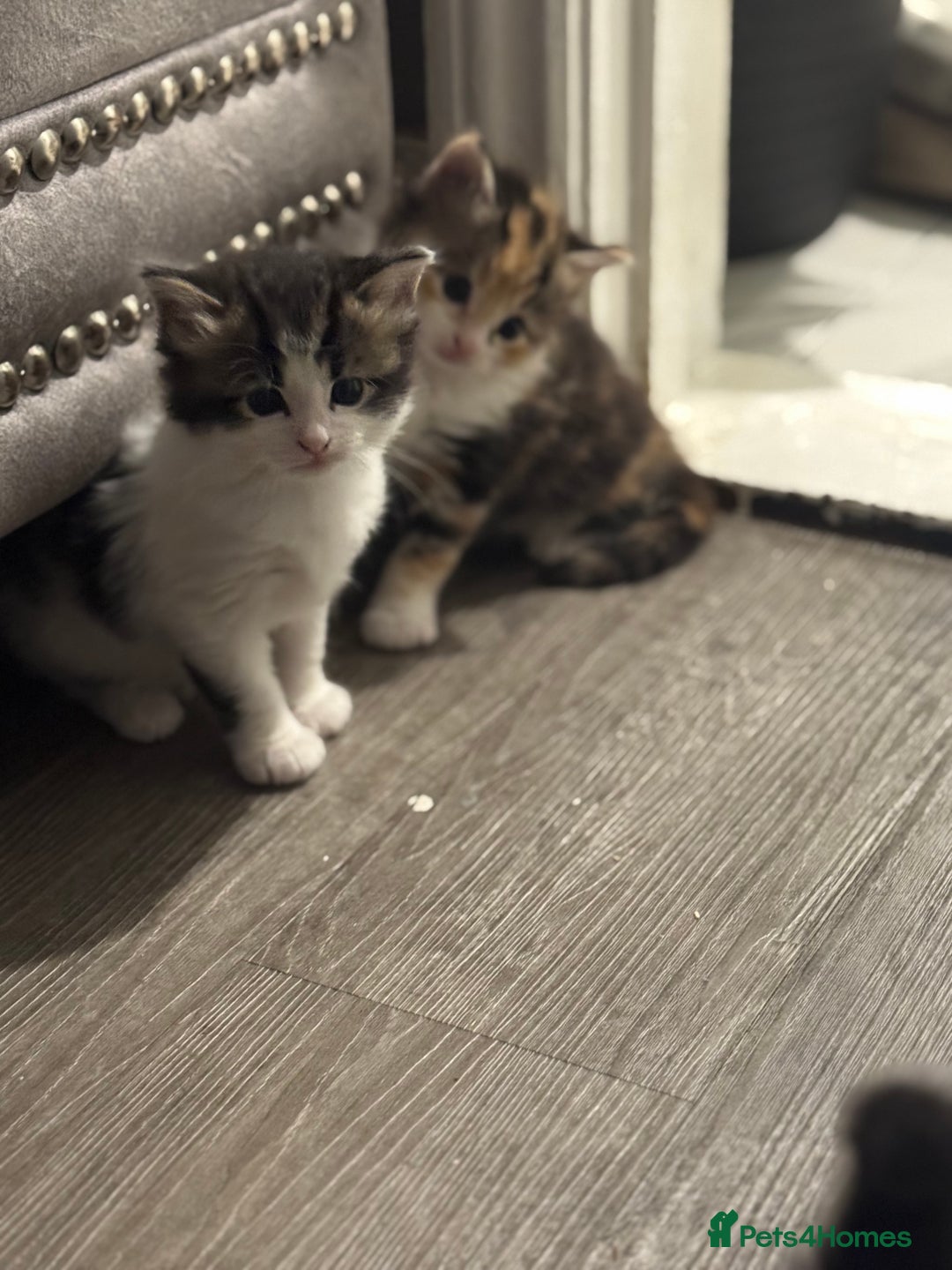 Mixed Breed cats for sale: 5 fluffy kittens  - Image 16