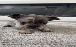 French Bulldog dogs for sale: French Bulldog puppies -fluffy & fluffy carriers✨ - Image 6