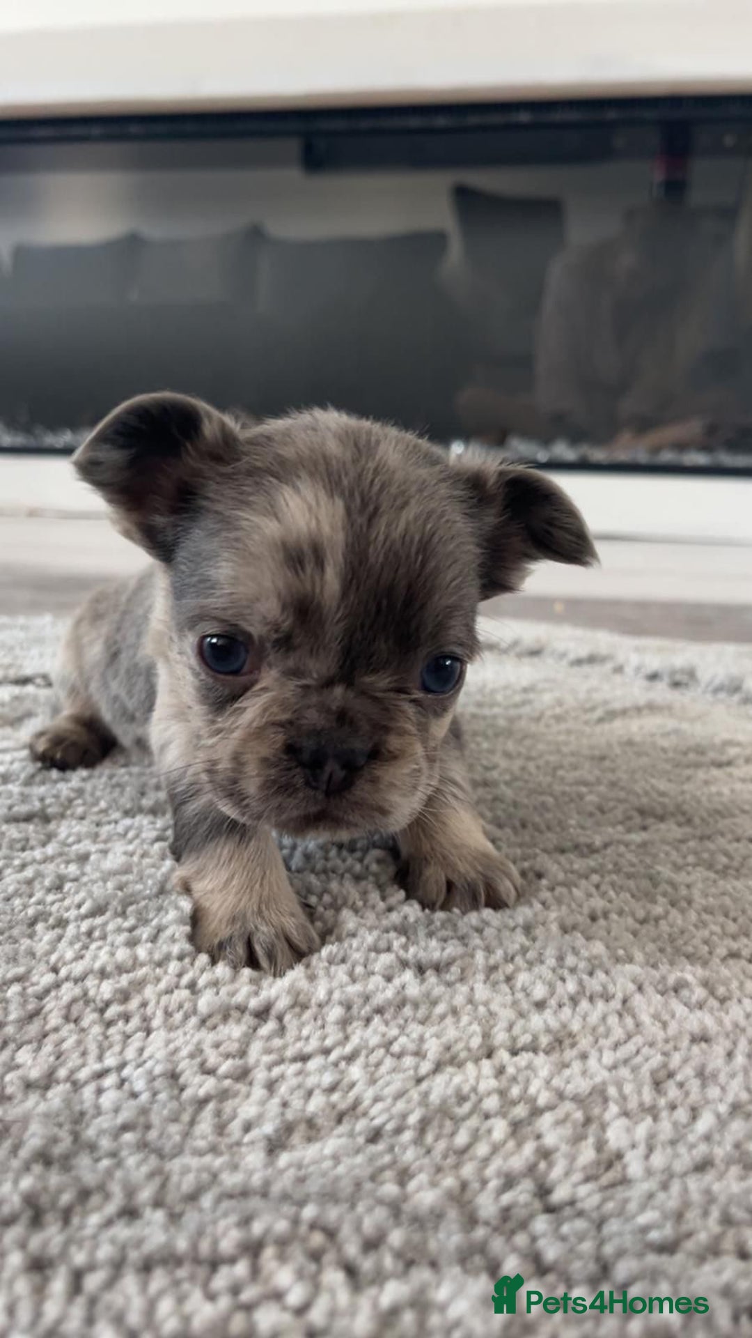 French Bulldog dogs for sale: French Bulldog puppies -fluffy & fluffy carriers✨ - Image 6