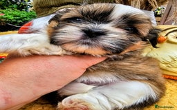 Shih Tzu dogs for sale: 🐶 Shih Tzu Puppies READY NOW– Licensed Breeder  - Image 11
