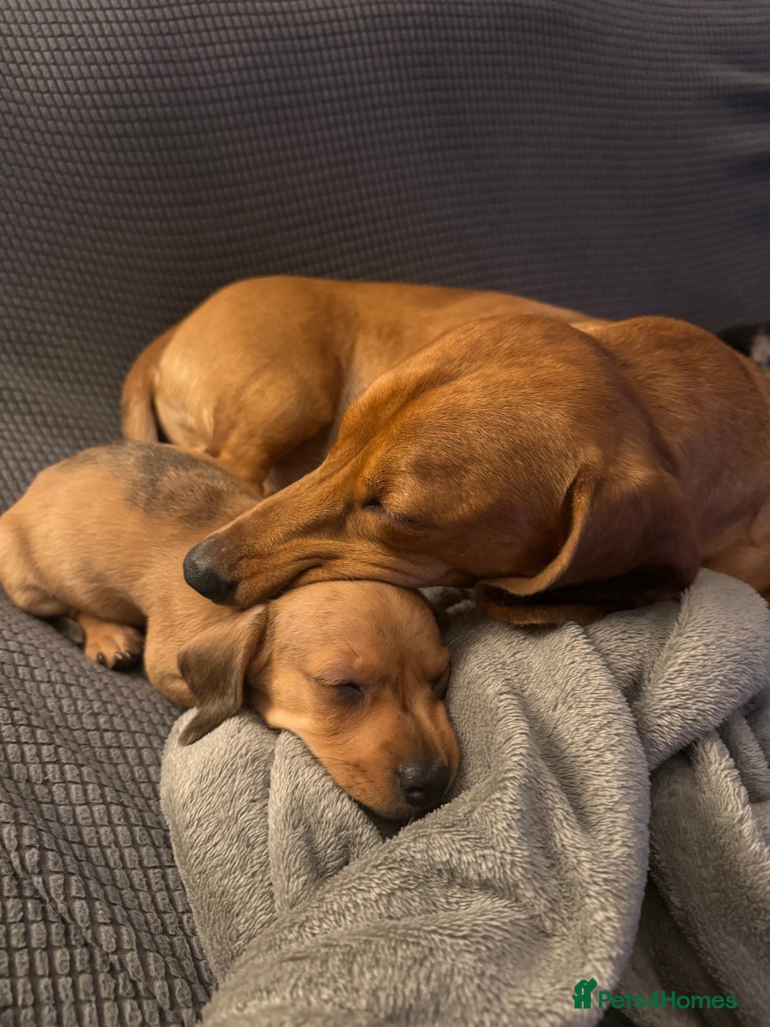 Dachshund dogs for sale: Dachshund puppies for sale  - Advert 13