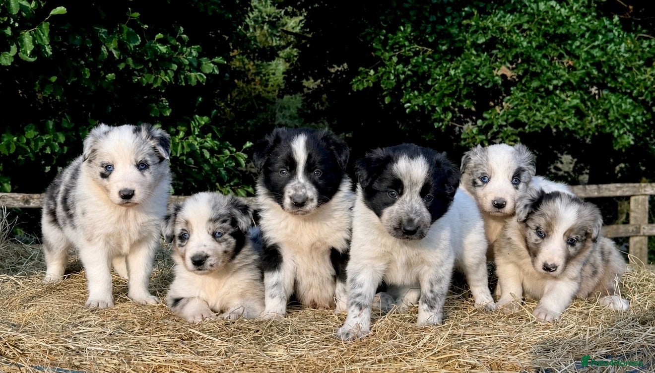 Border Collie dogs Beautiful Border Collies, proven agility obedience - Advert 1