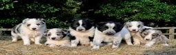 Border Collie dogs for sale: Beautiful Border Collies, proven agility obedience - Advert 1