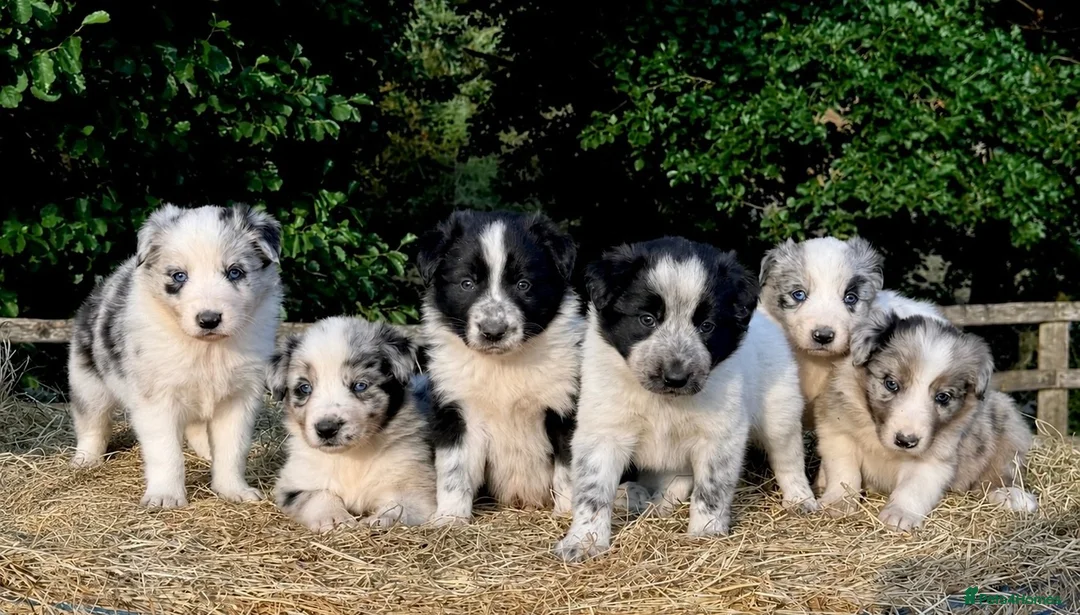 Border Collie dogs for sale: Beautiful Border Collies, proven agility obedience - Advert 1