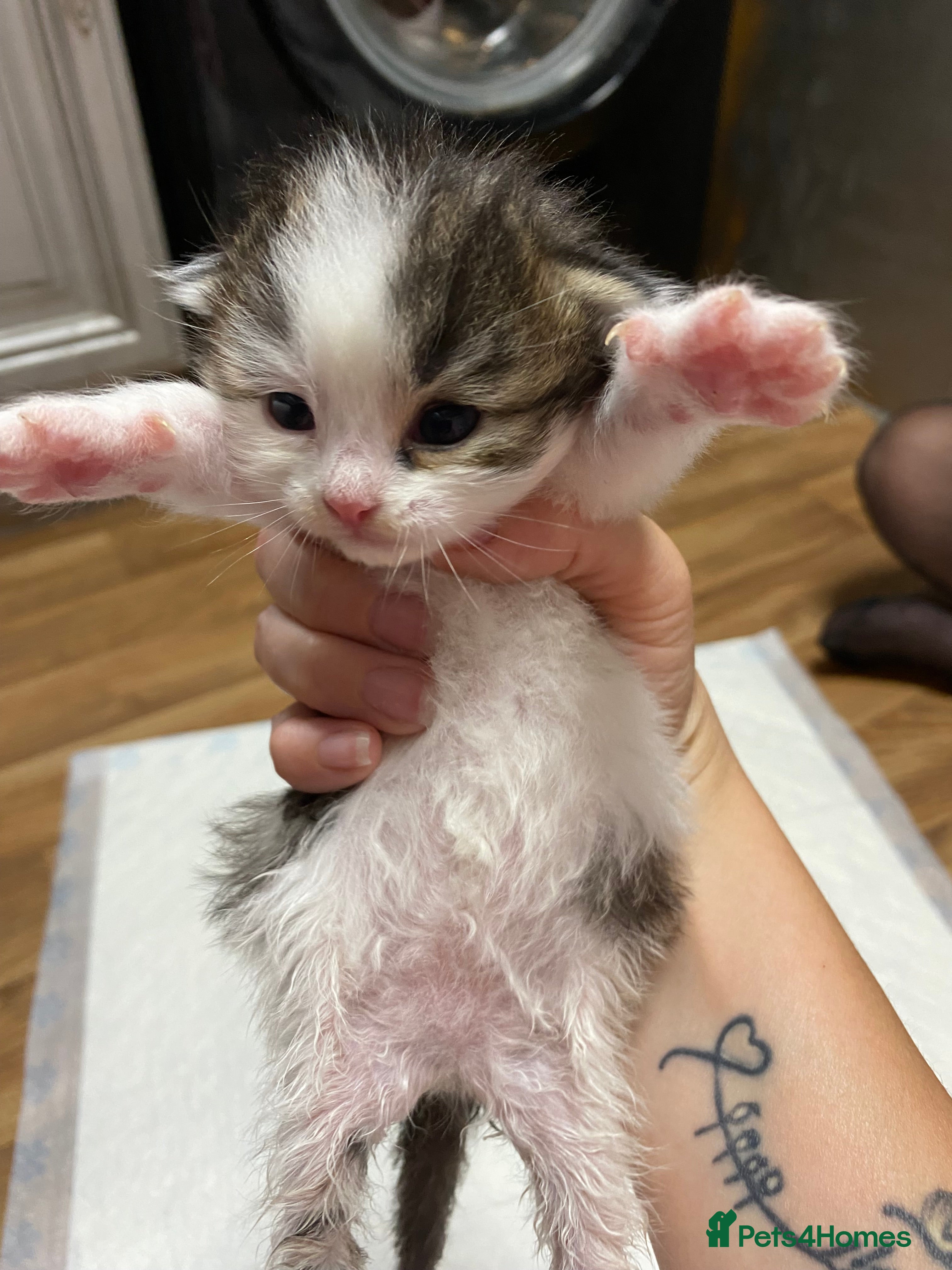 Mixed Breed cats for sale: Beautiful kittens  - Advert 2