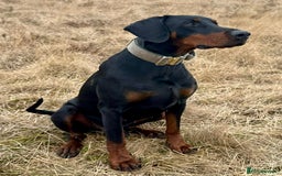 Dobermann dogs for sale: European Doberman puppies - Image 13