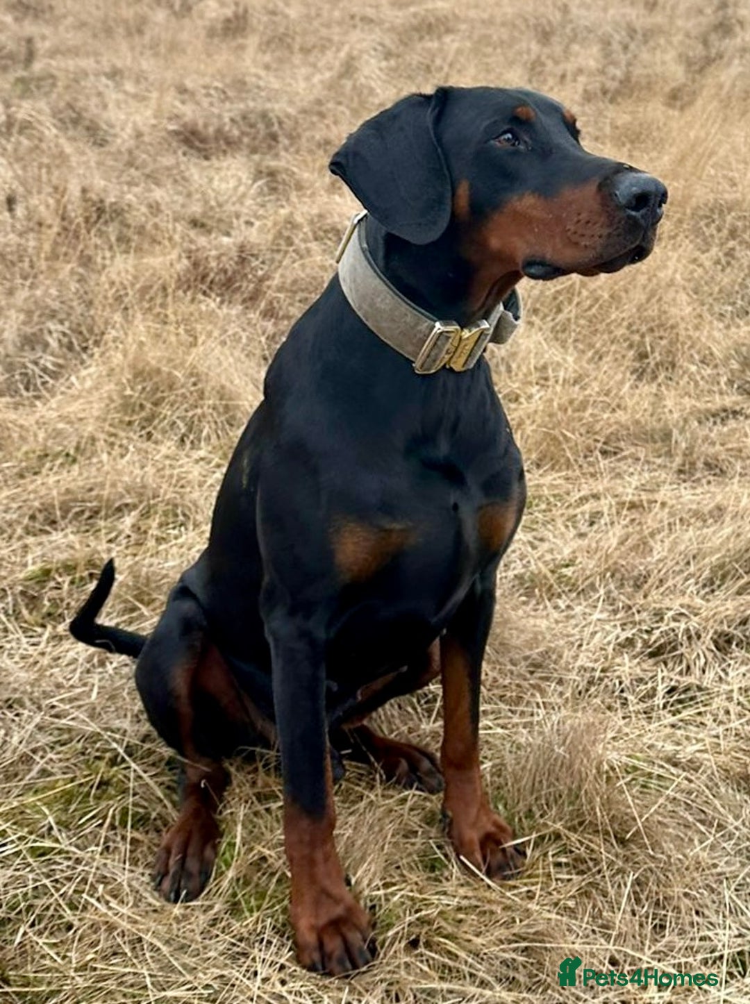 Dobermann dogs for sale: European Doberman puppies - Image 13