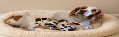 Mixed Breed Puppy 4